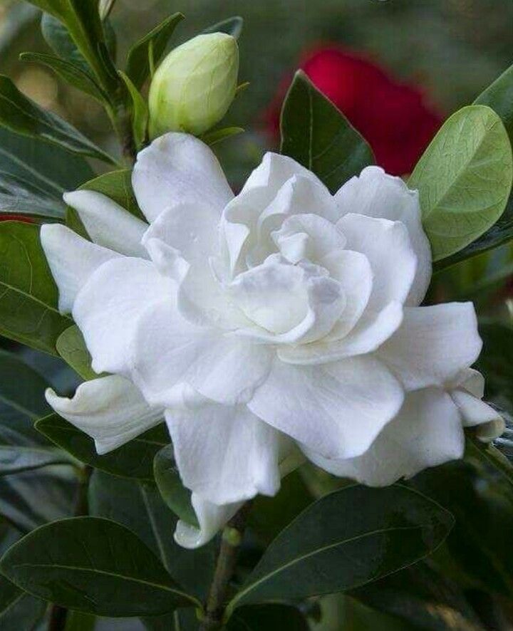 Image of Gardenia taitensis hardy gardenia