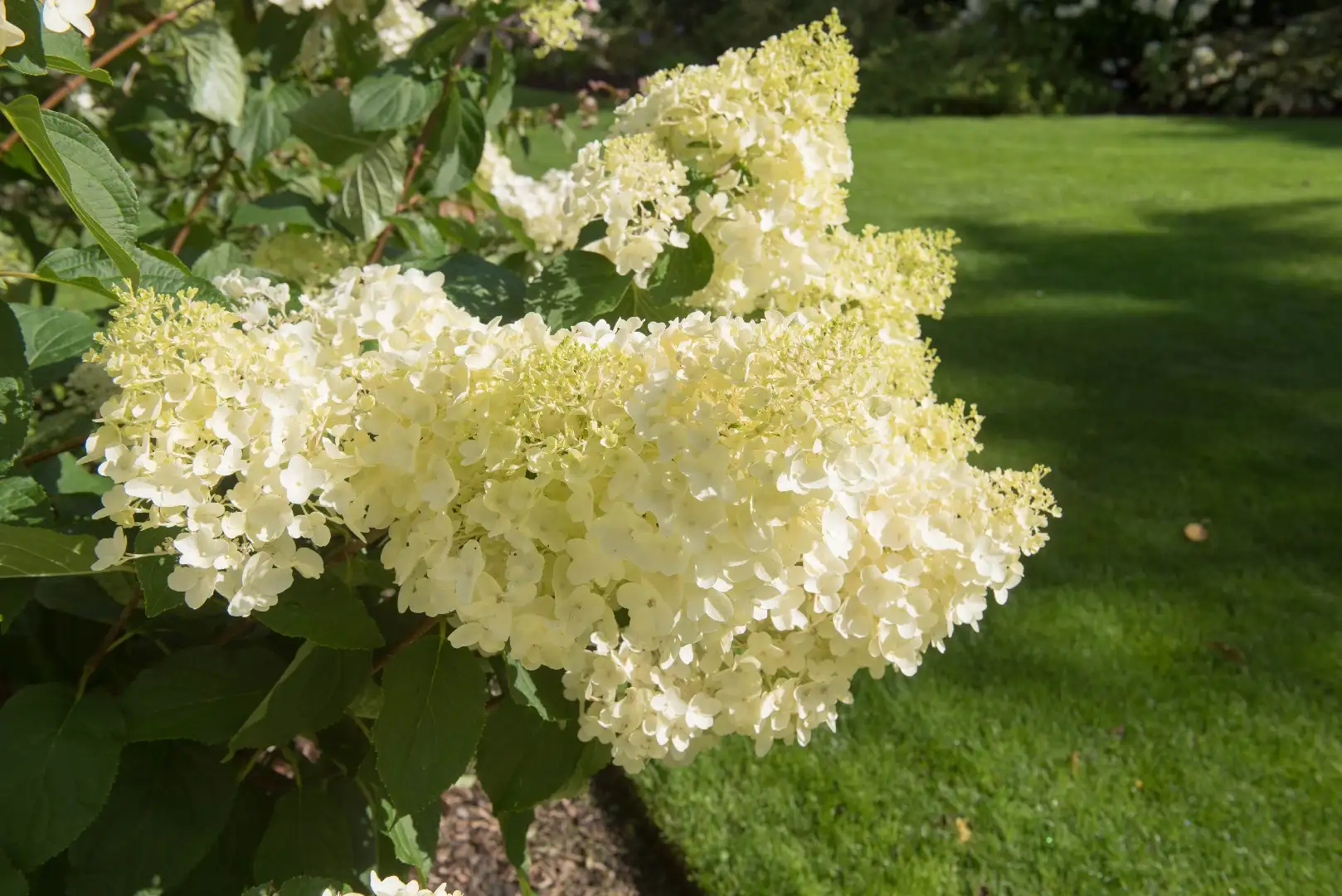 Hydrangea paniculata 'Silver Dollar' Cuidados (Plantando, Fertilizantes,  Enfermedades) - PictureThis