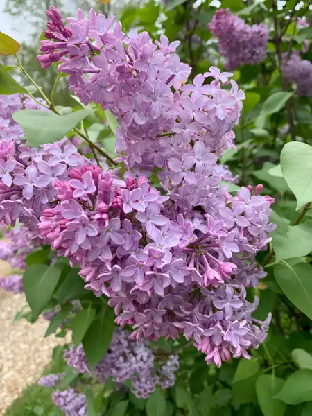 ハシドイ属 Syringa 花言葉 毒性 よくある質問 Picturethis ハシドイ属 Syringa 花言葉 毒性 よくある質問 Picturethis