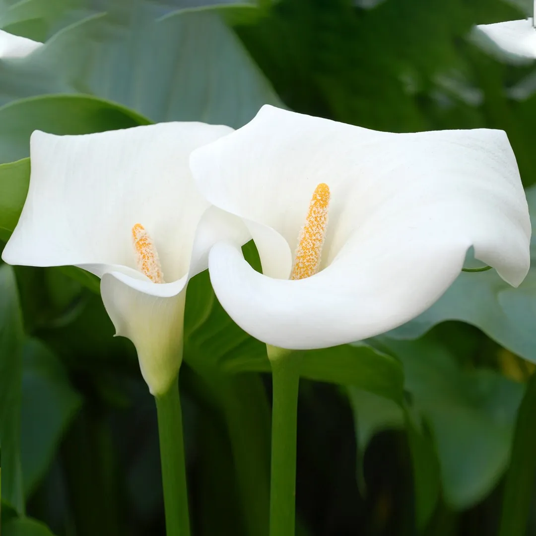 Calla lily (Zantedeschia aethiopica) Flower, Leaf, Care, Uses