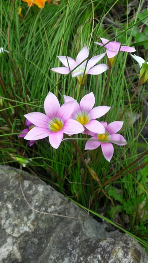 アフリカヒメアヤメ (Romulea rosea) - PictureThis