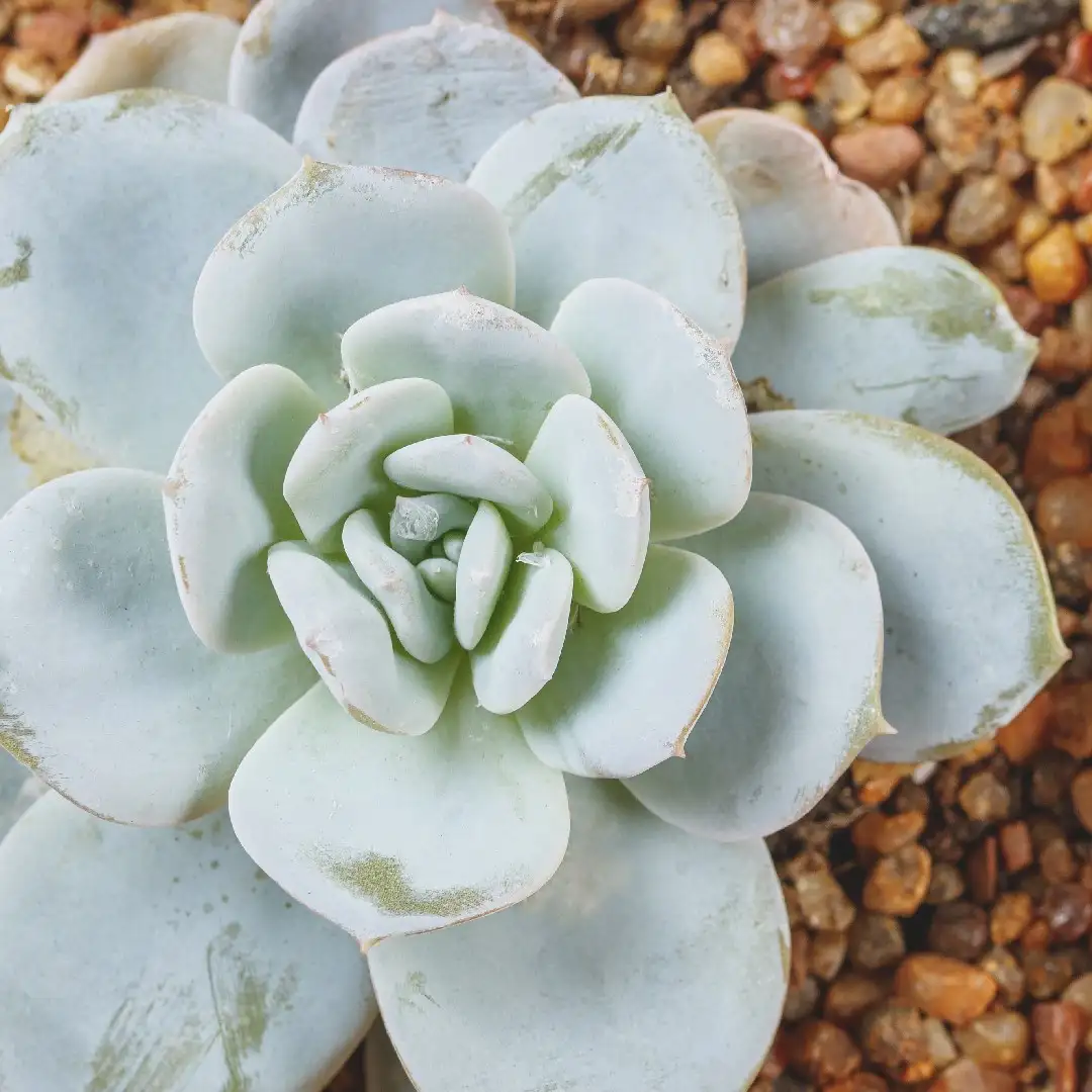 Rosa de alabastro (Echeveria elegans) - PictureThis