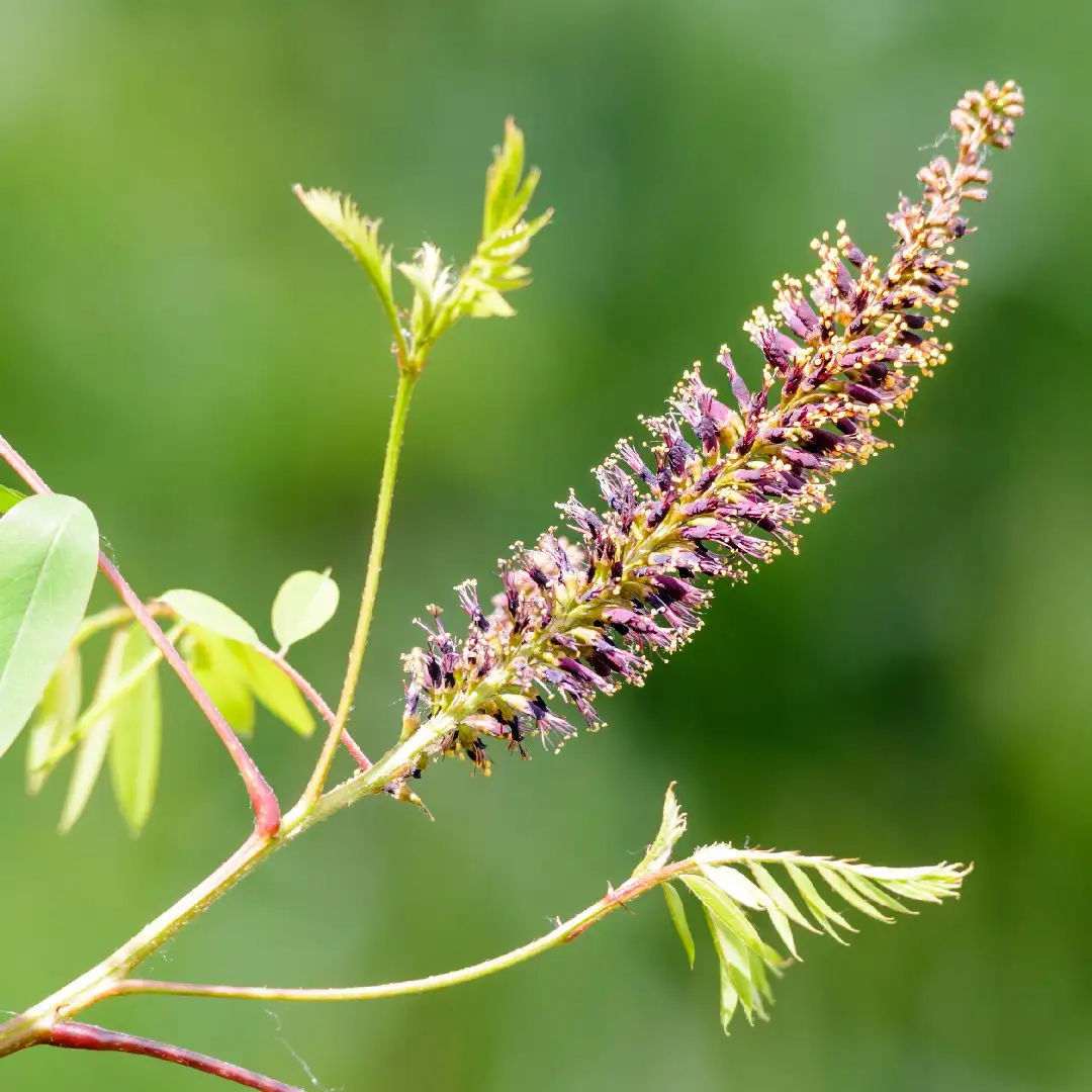 Аморфа кустарниковая (Amorpha fruticosa) - PictureThis