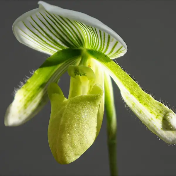 パフィオペディルムゾク パフィオペディルム属 Paphiopedilum 花言葉 毒性 よくある質問 Picturethis パフィオペディルムゾク パフィオペディルム属 Paphiopedilum 花言葉 毒性 よくある質問 Picturethis