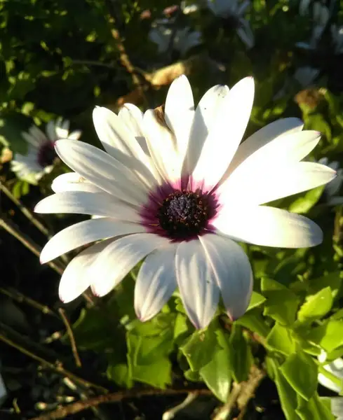 アフリカキンセンカ属 Dimorphotheca 花言葉 毒性 よくある質問 Picturethis アフリカキンセンカ属 Dimorphotheca 花言葉 毒性 よくある質問 Picturethis