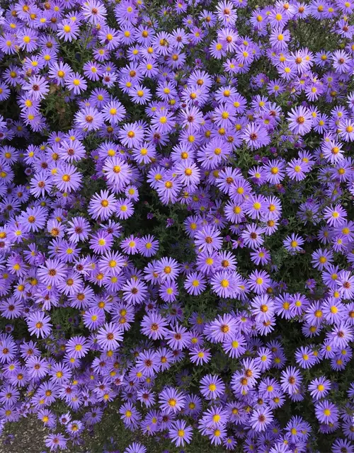 Asters 'Little Carlow'