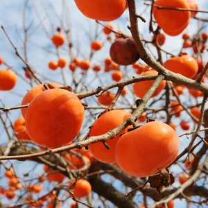 柿の木 枝 20本 C ぬくい