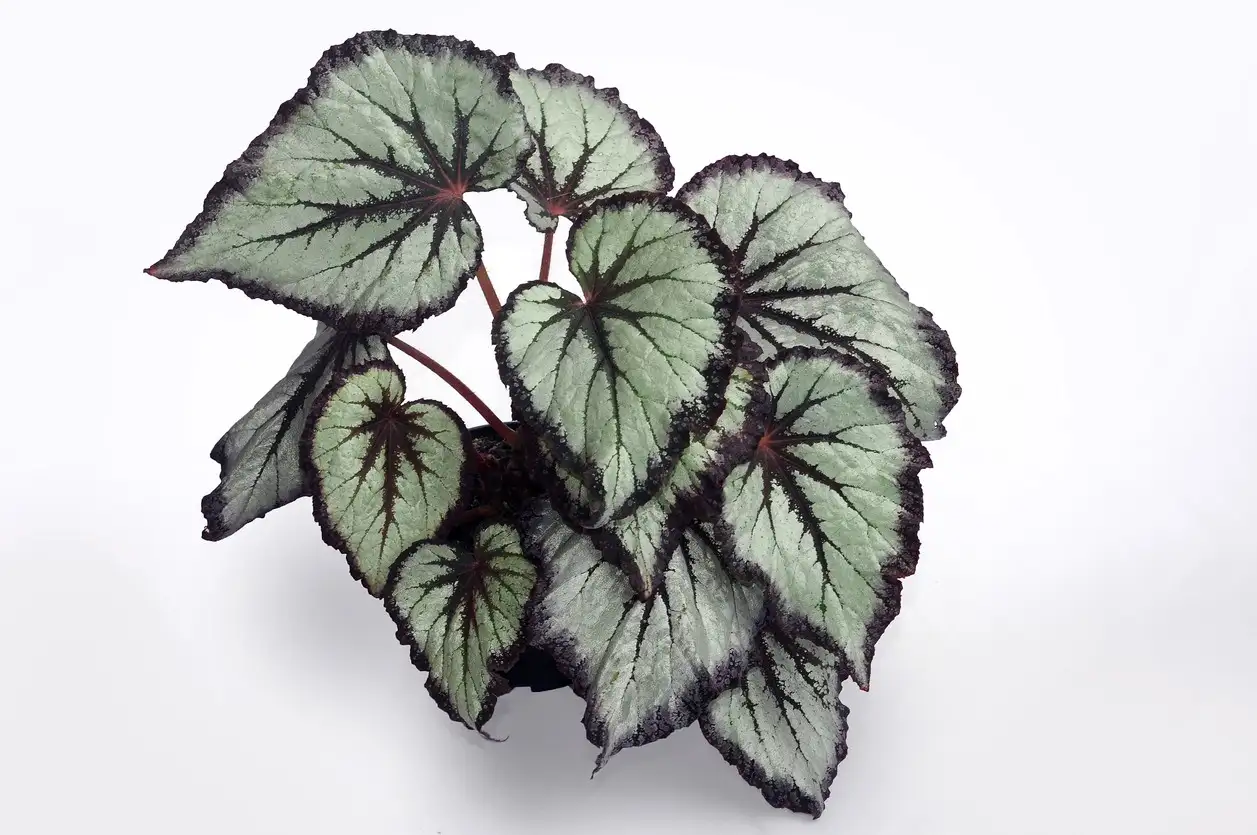 Begonia 'Katherine' Cuidados (Plantando, Fertilizantes, Enfermedades) -  PictureThis