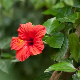 Hibiscus rose de chine