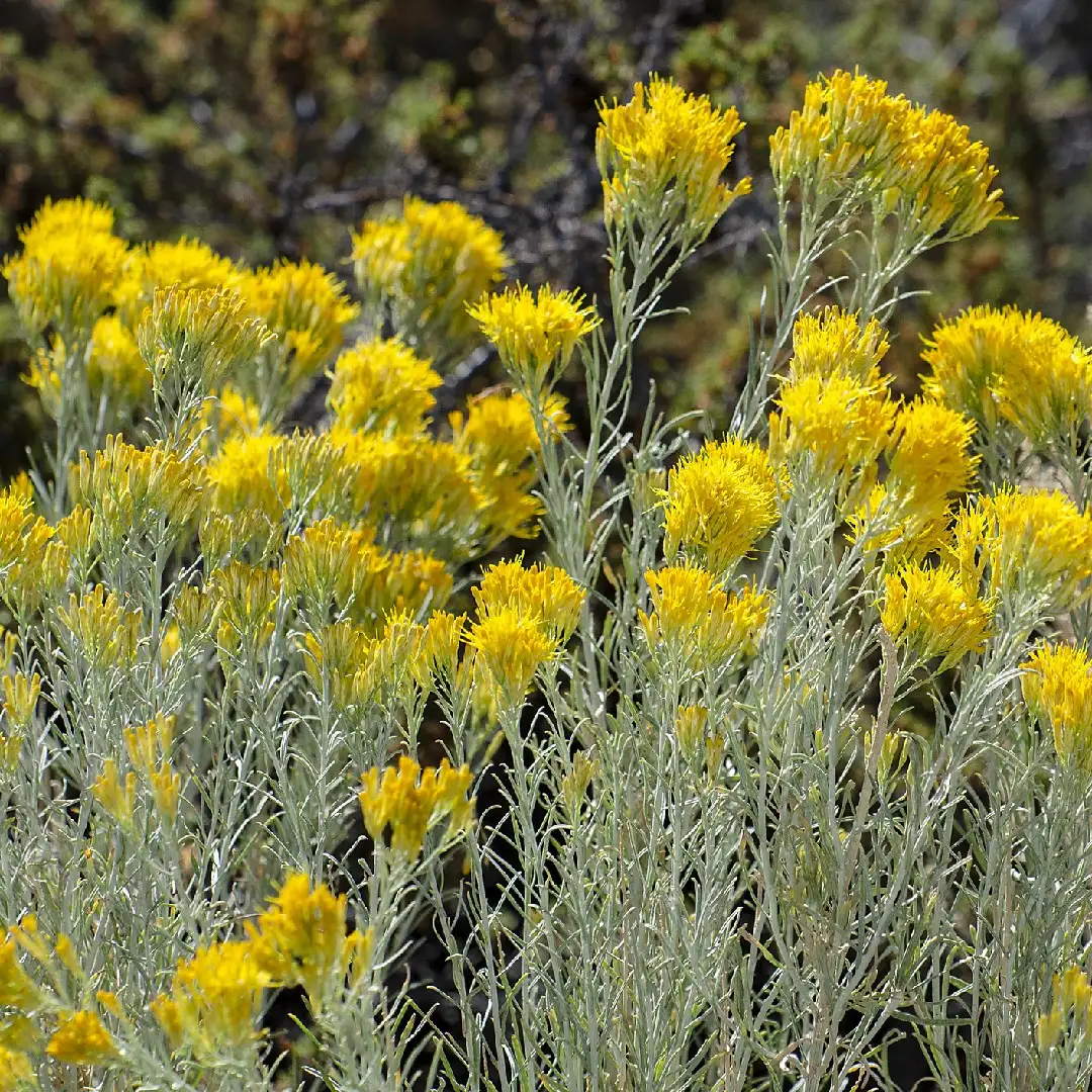 Ericameria nauseosa - PictureThis