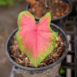 Caladium