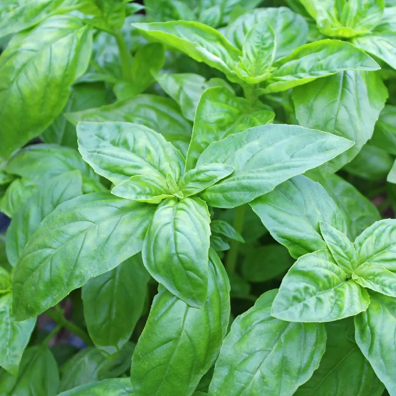 How Often Should You Water Sweet basil?