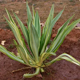 フルクラエア・フォエチダの判定方法 (Furcraea foetida)