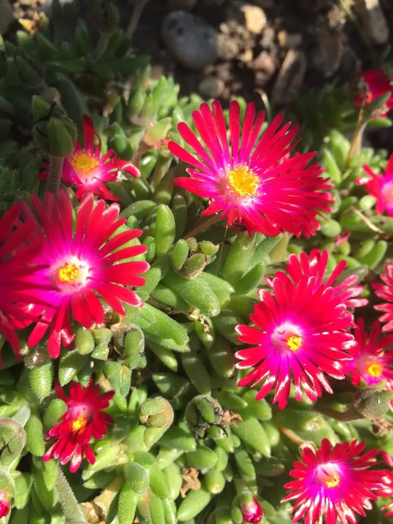 タイカンマツバギク（耐寒松葉菊） 'Jewel of the Desert Garnet'を使った多肉植物のアレンジデザイン方法