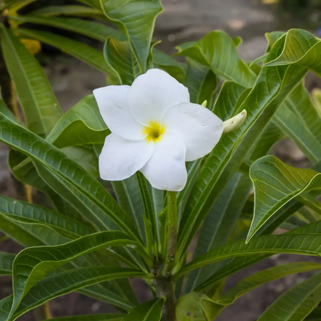 プルメリア・プディカ (Plumeria pudica) 花言葉，毒性，よくある質問 