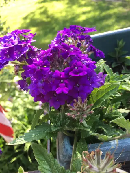 Verbena 'Superbena Dark Blue'