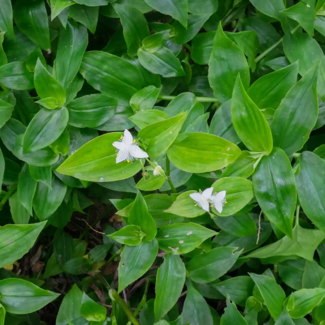 トキワツユクサ 常磐露草 Tradescantia Fluminensis 花言葉 毒性 よくある質問 Picturethis トキワツユクサ 常磐露草 Tradescantia Fluminensis 花言葉 毒性 よくある質問 Picturethis