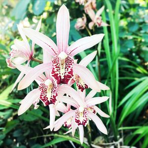 Tall Chinese Cymbidium buying orchid pot