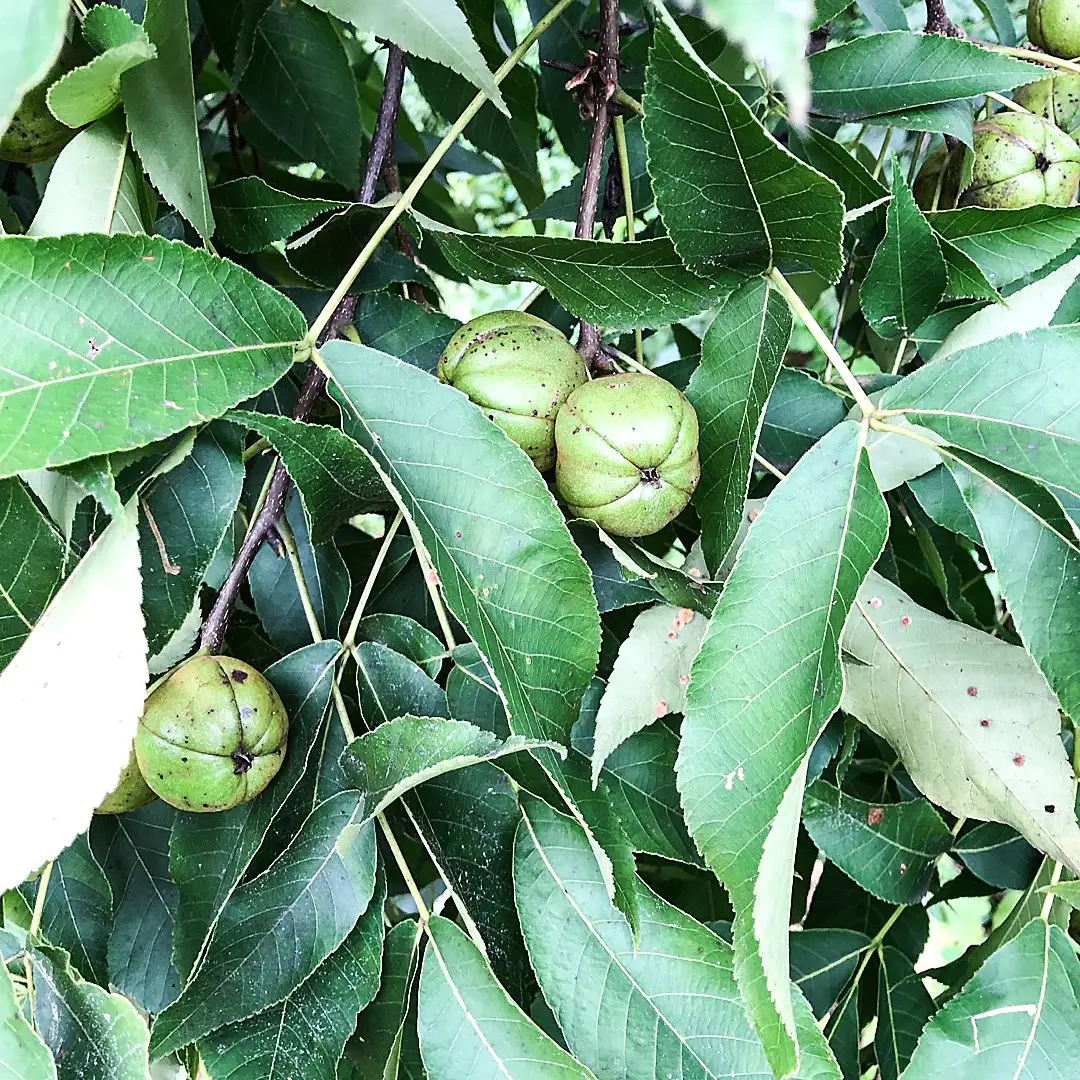 Кария голая (Carya glabra) - PictureThis