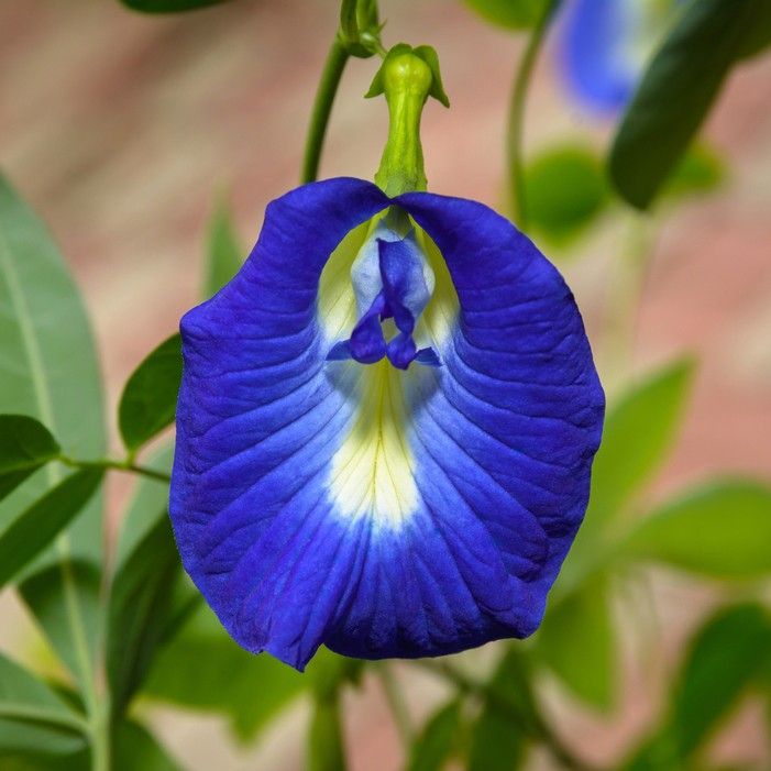 Clitoria Pictures