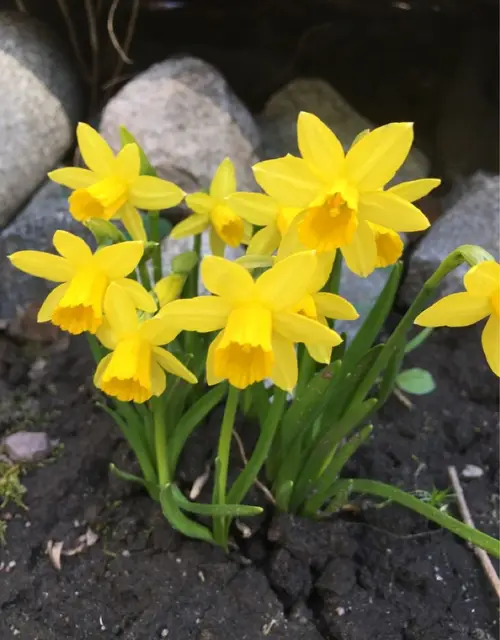 Daffodils 'Tete a Tete'