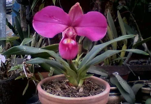 フラグミペディウム・コバチー (Phragmipedium kovachii) - PictureThis