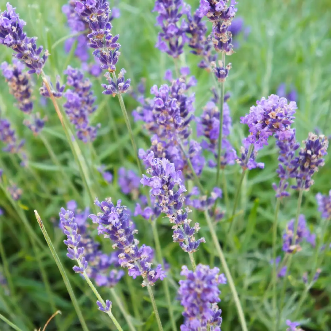 Lavandula intermedia - PictureThis