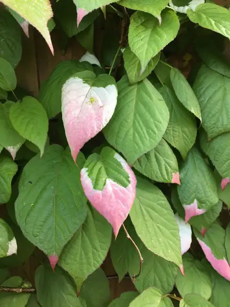マタタビ属 Actinidia 花言葉 毒性 よくある質問 Picturethis
