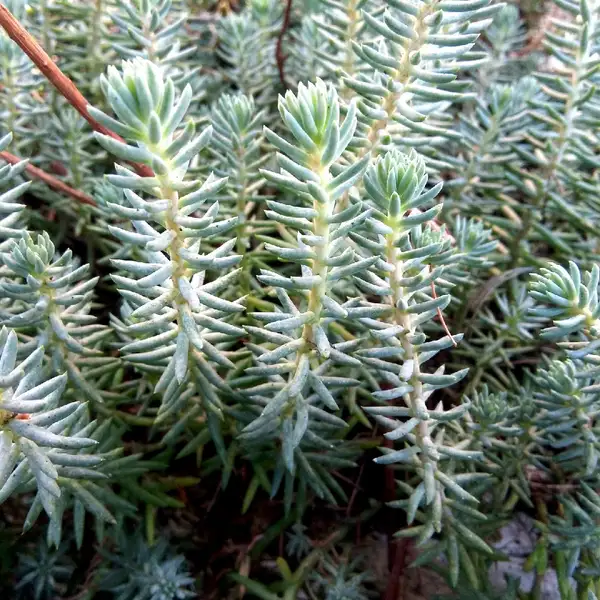 セダム属 Sedum 花言葉 毒性 よくある質問 Picturethis