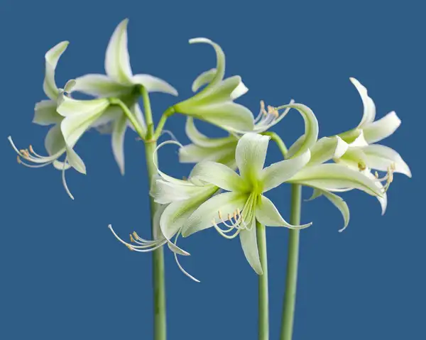 ヒッペアストルム属 Hippeastrum 花言葉 毒性 よくある質問 Picturethis ヒッペアストルム属 Hippeastrum 花言葉 毒性 よくある質問 Picturethis