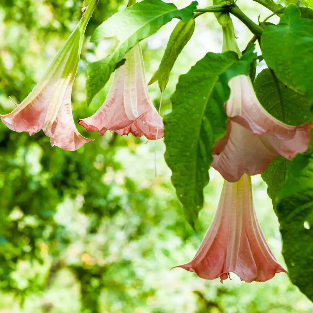 キダチチョウセンアサガオ 木立朝鮮朝顔 Brugmansia Suaveolens 花言葉 毒性 よくある質問 Picturethis キダチチョウセンアサガオ 木立朝鮮朝顔 Brugmansia Suaveolens 花言葉 毒性 よくある質問 Picturethis