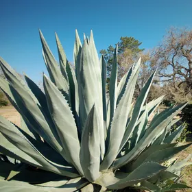 アオノリュウゼツランの判定方法 (Agave americana)