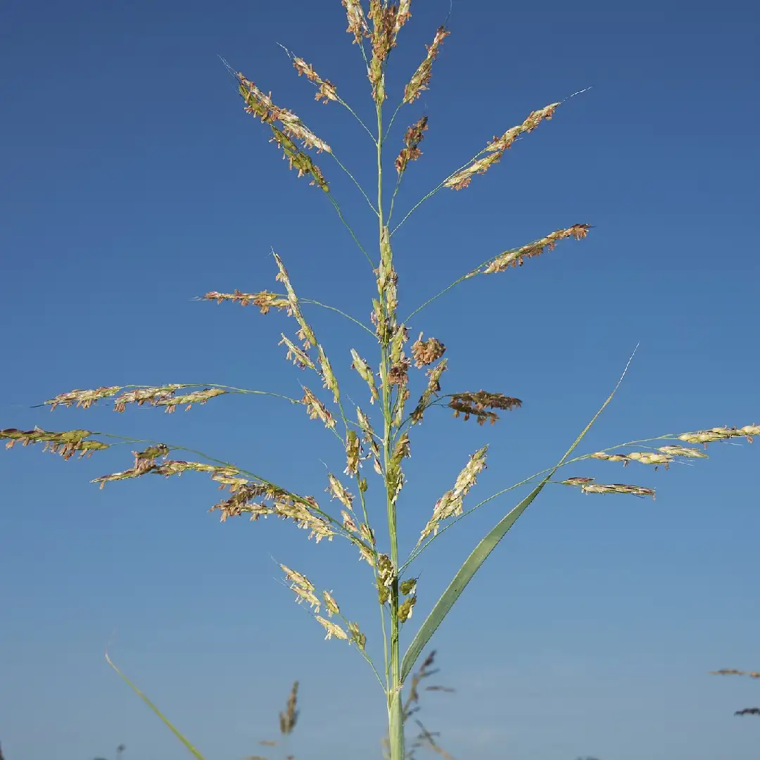 Weekly Weed: Johnsongrass (Sorghum halepense)