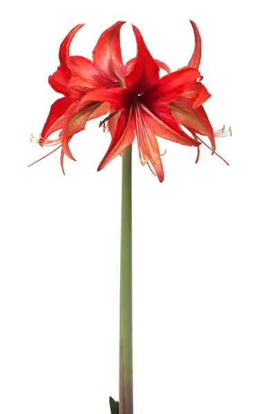 ヒッペアストルム属 Hippeastrum 花言葉 毒性 よくある質問 Picturethis