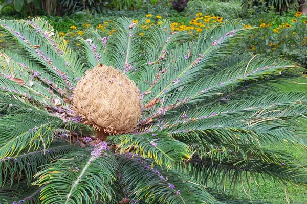 ソテツ属 Cycas 花言葉 毒性 よくある質問 Picturethis
