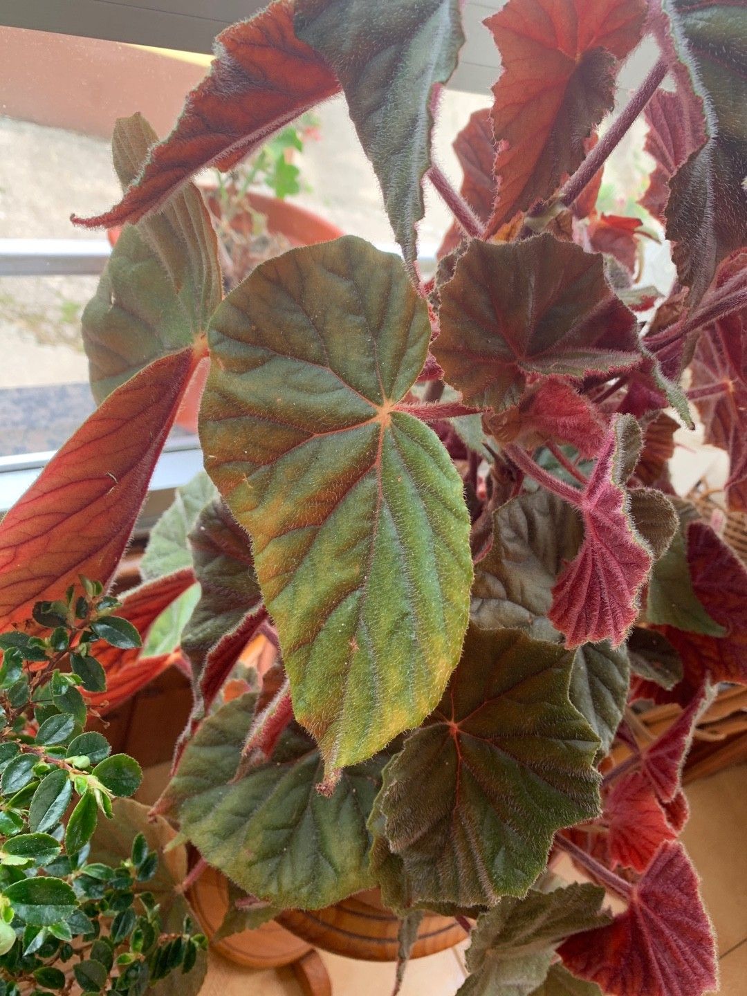 begonia leaf