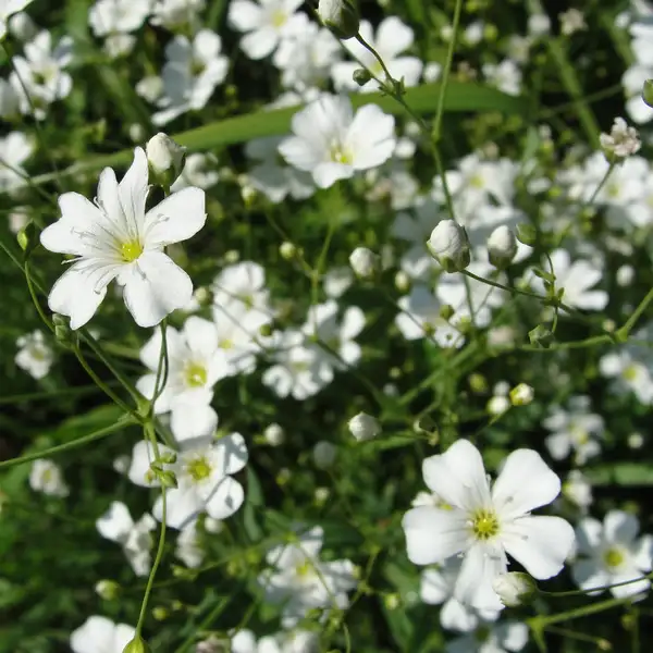 霞草屬 Gypsophila 照顧 種植 繁殖 開花時間 Picturethis