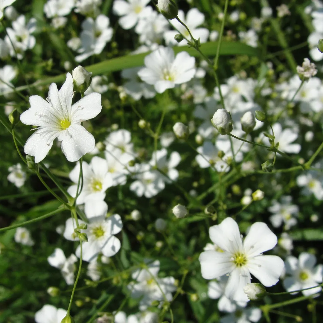 Showy baby's-breath (Gypsophila elegans) Flower, Leaf, Care, Uses