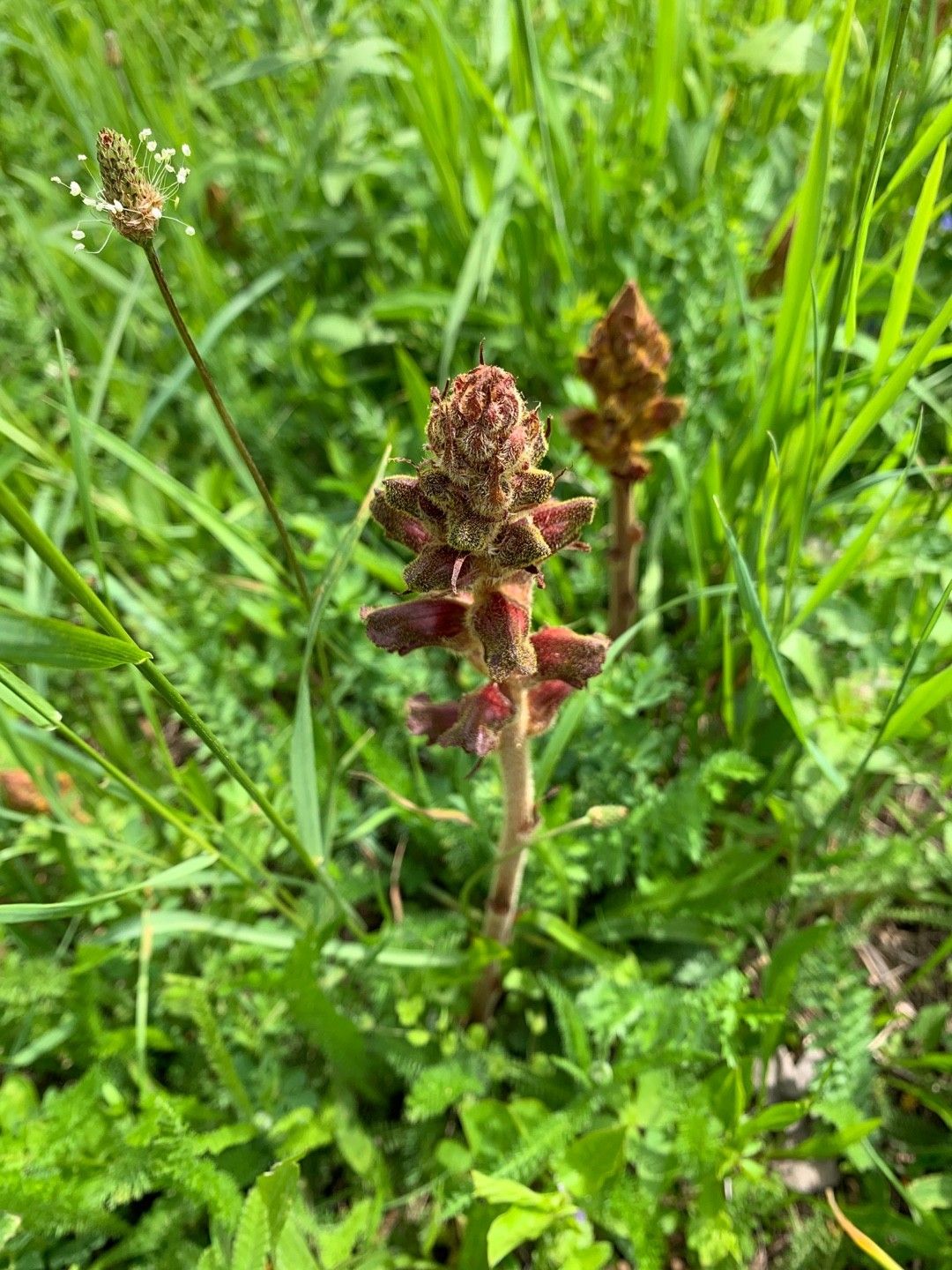 ハマウツボ属 (Orobanche) 花言葉，毒性，よくある質問 - PictureThis