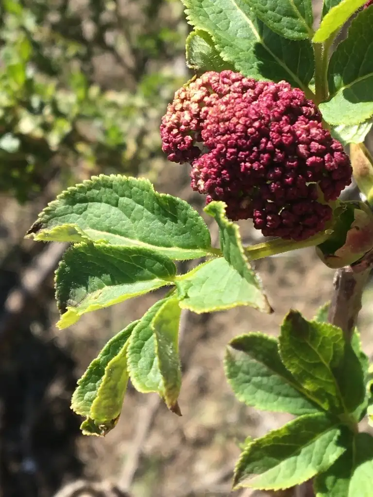 ニワトコ属 Sambucus 花言葉 毒性 よくある質問 Picturethis