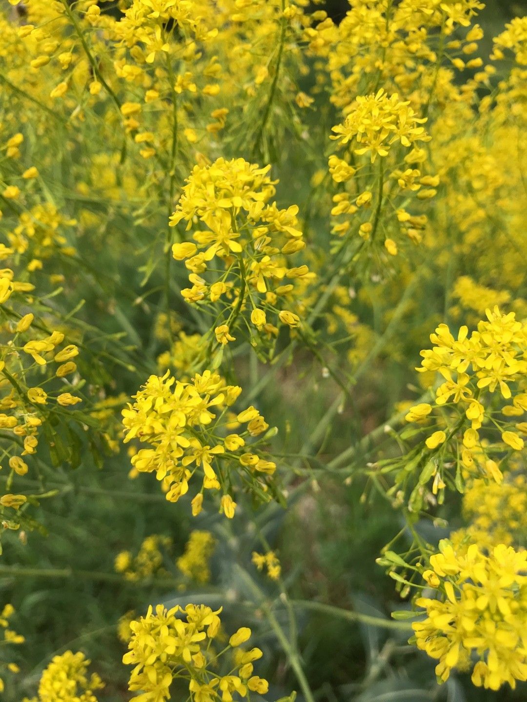 Image of Hedge mustard in bloom