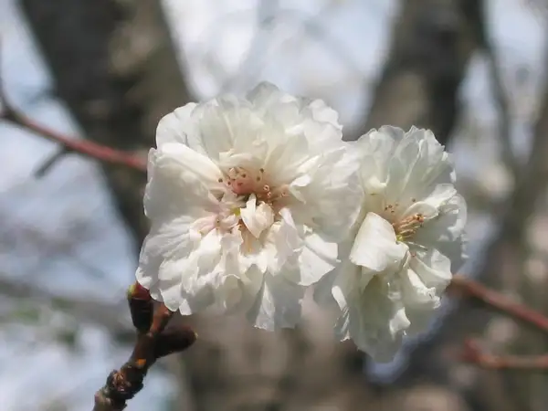 サクラ属 Prunus 花言葉 毒性 よくある質問 Picturethis