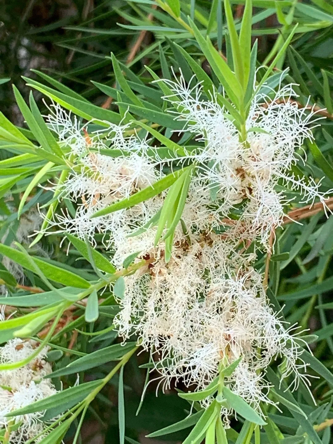 ティーツリー (Melaleuca alternifolia) 花言葉，毒性，よくある質問