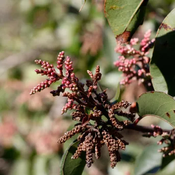 Sugar Bush (Rhus ovata) Flower, Leaf, Care, Uses - PictureThis