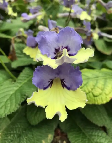 ストレプトカーパスゾク ストレプトカ パス属 Streptocarpus 花言葉 毒性 よくある質問 Picturethis ストレプトカーパスゾク ストレプトカ パス属 Streptocarpus 花言葉 毒性 よくある質問 Picturethis