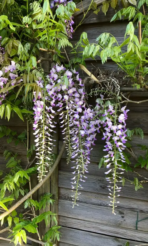 Japanese wisteria 'Harlequin' Care (Watering, Fertilize, Pruning,  Propagation) - PictureThis