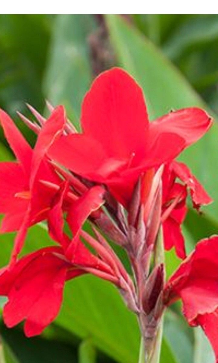 are canna toxic to dogs and cats