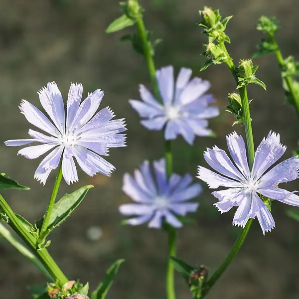 キクニガナ属 Cichorium 花言葉 毒性 よくある質問 Picturethis キクニガナ属 Cichorium 花言葉 毒性 よくある質問 Picturethis