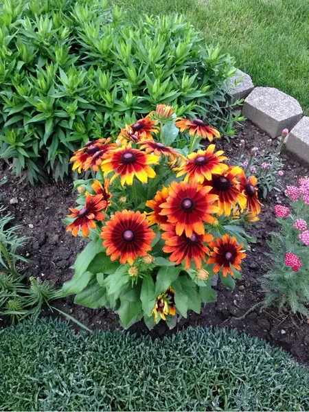 オオハンゴンソウ属 Rudbeckia 花言葉 毒性 よくある質問 Picturethis