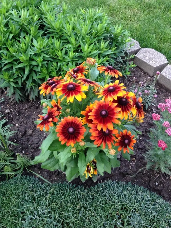 オオハンゴンソウ属 Rudbeckia 花言葉 毒性 よくある質問 Picturethis オオハンゴンソウ属 Rudbeckia 花言葉 毒性 よくある質問 Picturethis